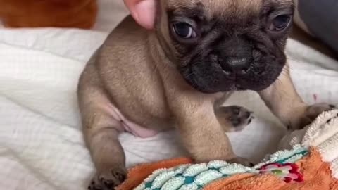 Little pug