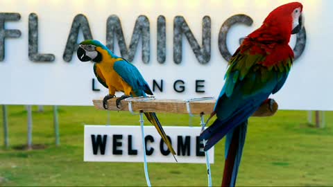 Cute bird parrot