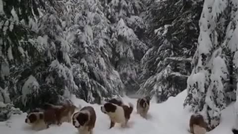 Cute Dogs #shorts on Snow are walking 😍 🥰Awesome #dogs Video