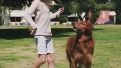 Adorable dog is enjoying the happy moments