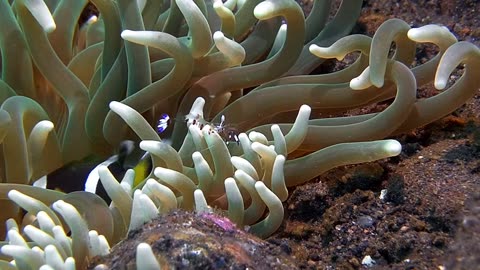 magnificent beings at the bottom of the sea