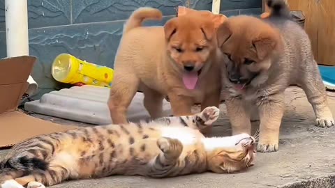 Adorable Cat and Dog Duo's Playdate Delight!"