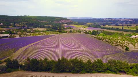 My drone travels to lavender fields in Provence France