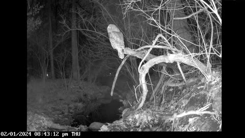 Owl considers eating a cat