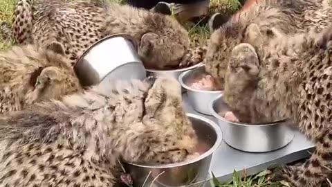 02. Feeding Cheetahs!!