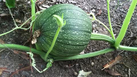 Jack O'Lantern Pumpkins Growing Time Lapse