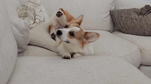 Why is my Corgi puppy so dramatic? 🤣🐶