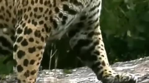 a jaguar charge onto the highway seeking #animals