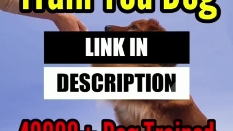 Dog training video viral