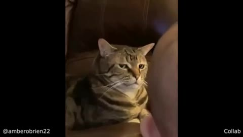 Cat gets annoyed by baby : Funny Reaction 🤣