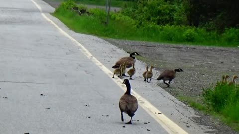 Canada Geese