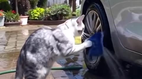 Cleaning cat