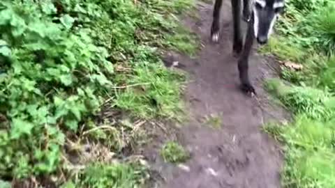 greyhounds are so different!