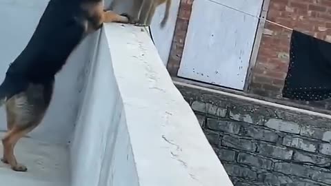 Dog Vs Monkey - Funny Video