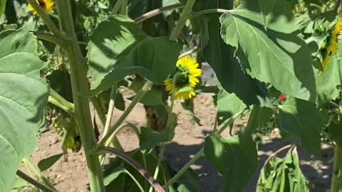 Bees on sunflower