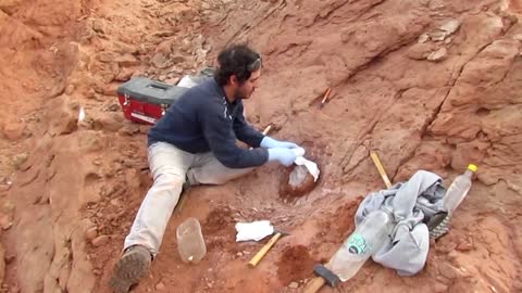 Argentine scientists discover new dinosaur species