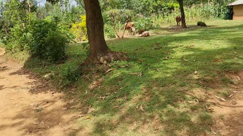 Equator of Kenya village (MASENO)