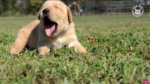 Cute Puppy Barking 🤯