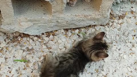 Two Kittens Playing Near A Hollow Block