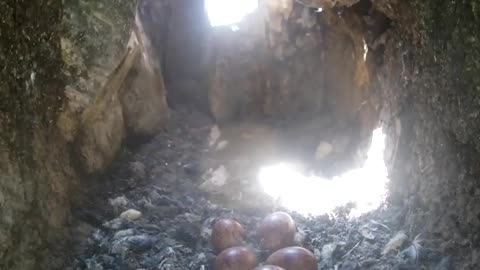 Kestrels Taking Turns on a Clutch of Eggs