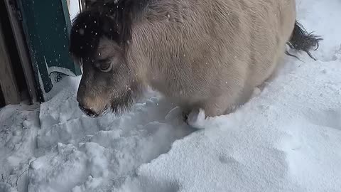 Miniature Horse Pushes Through Piled up Snow