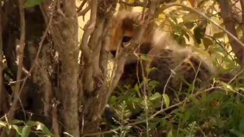 Touching Story ! Lion Becomes Gentle To Adopt Cheetah's Cubs - Cheetah Vs ,Oryx-10