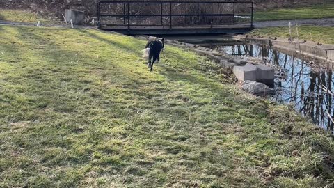 Maize the Border Collie Falls into Creek