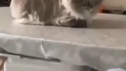 Funny cat videos