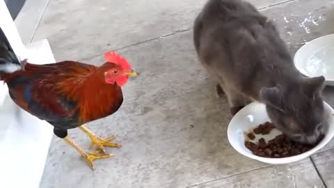 chicken and cat