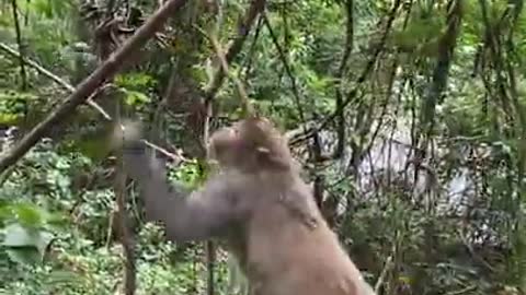 Cute Monkey China & Funny Love monkey| Animals Love