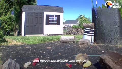 Guy Builds Veggie Garden For Family Of Groundhogs _ The Dodo.mp4