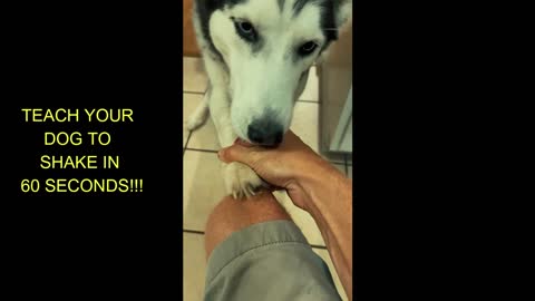 TEACH YOUR DOG TO SHAKE IN 60 SECONDS!!!