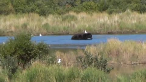 Brown Bear viewing at Brooks Falls Alaska USA (Part 3)