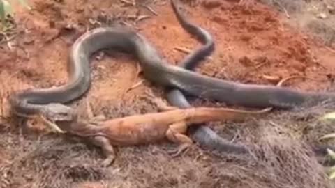 Snakes V/S Doy fight