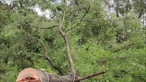 Falling Tree Slots Perfectly Into Stump