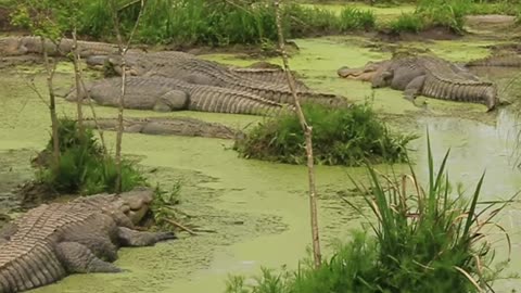 Gators in Bama!