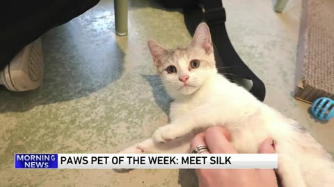 PAWS Chicago Pet of the Week: Meet Silk!