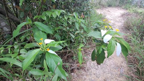 #玉葉金花 Splash-of-white／Buddha's Lamp / Mussaenda pubescens