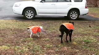 Seeing Eye Dog For a Blind Dog Buddy