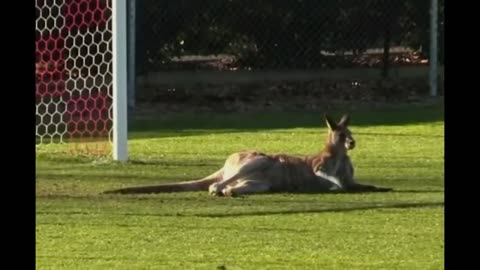 ANIMALS ON FOOTBALL GROUNDS FUNNY ACT