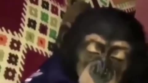 Monkey Smoking