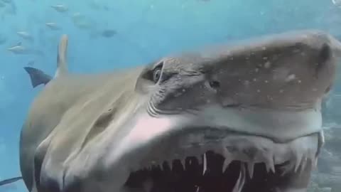 Dangerous Shark #shorts #shortvideo #video #virals #videoviral