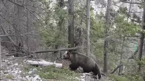 Grizzly Casually Passes By Tourists In The Woods