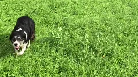 Dog in sheep herding