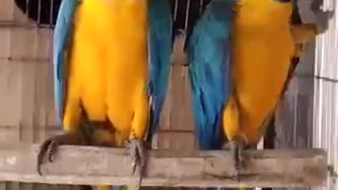 A pair of beautiful parrots talking to you