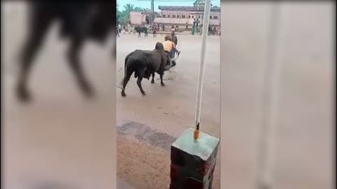 Riding a bull - How to impress girls