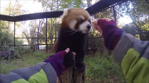 Most Adorable Red Panda - CUTEST Compilation