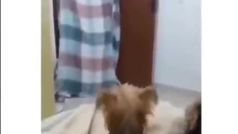 Dog 🐕🐕 funny