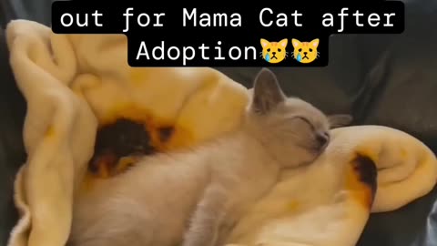 Cute Kitten Calling out for Mama Cat after adoption.