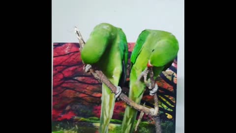 lovebirds - beautiful love parrots | love parrots playing with each other